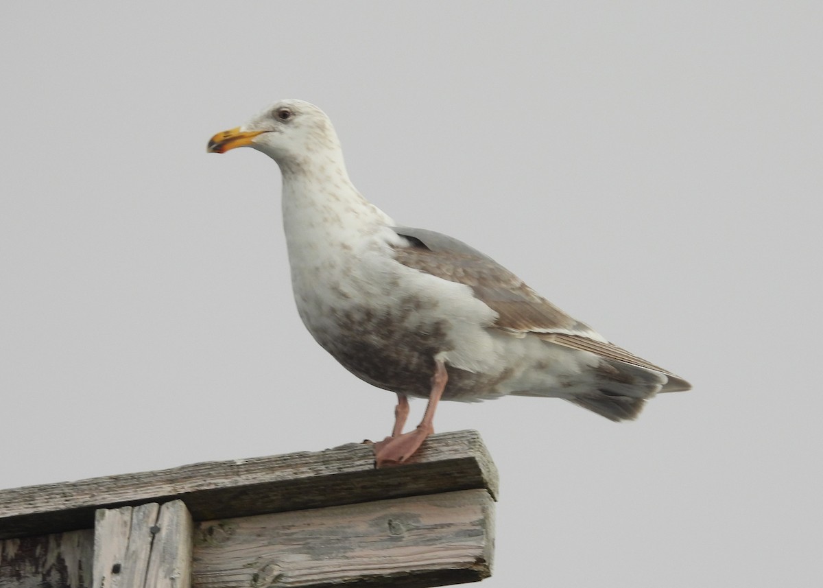 Glaucous-winged Gull - ML585254281