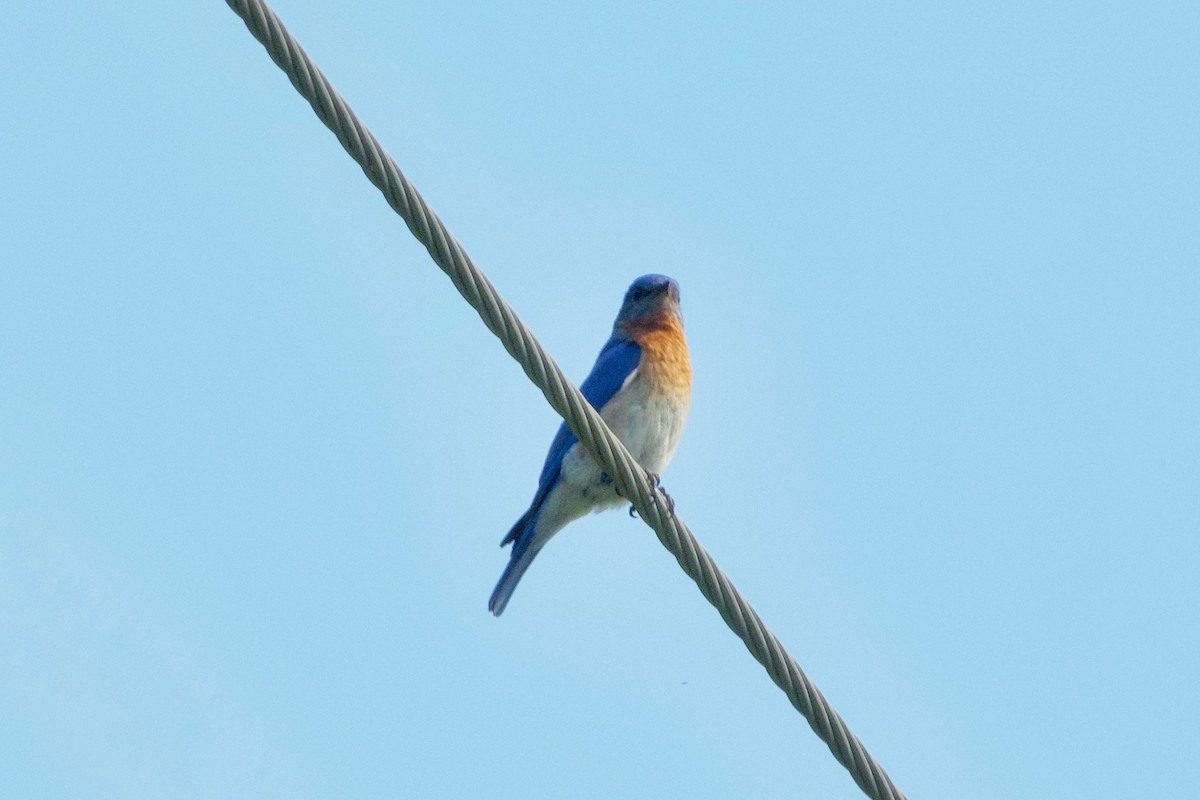Eastern Bluebird - ML585254501