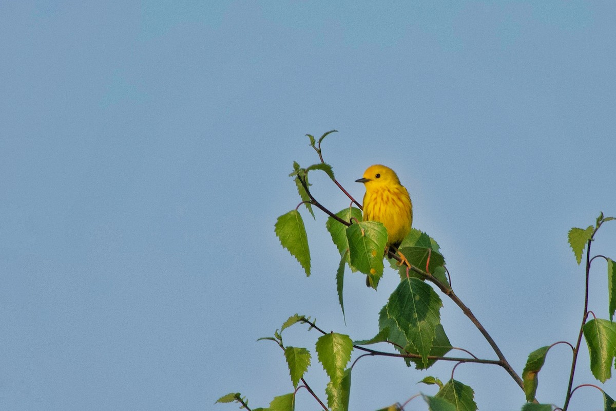Yellow Warbler (Northern) - ML585254601