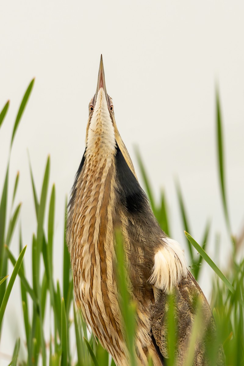 American Bittern - Rain Saulnier