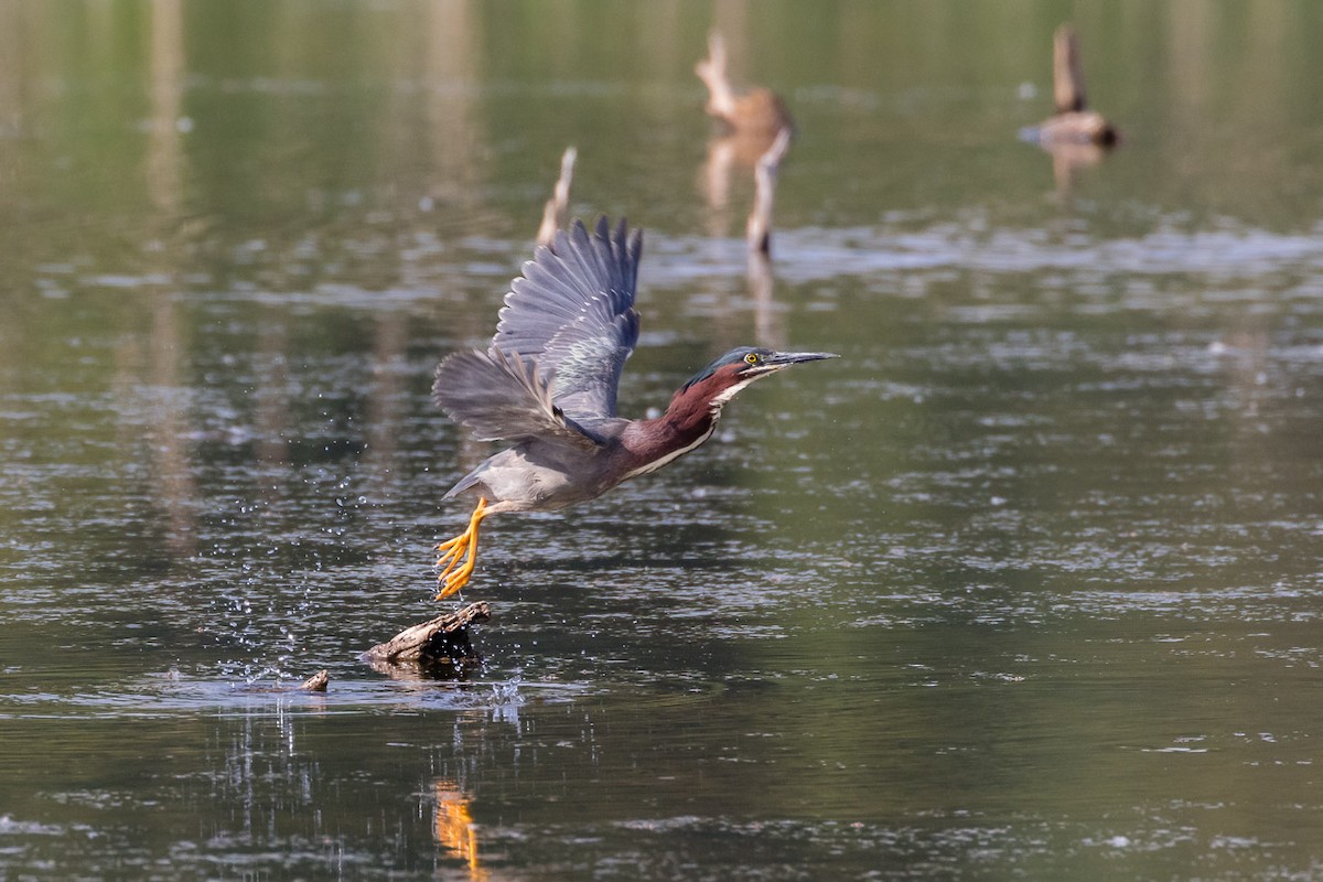 Green Heron - Rémi Regnault