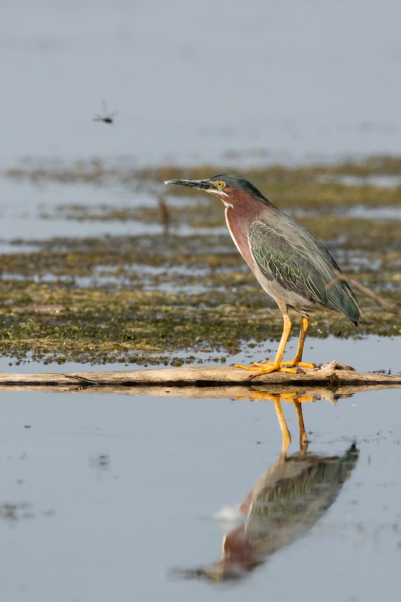 Green Heron - Rémi Regnault