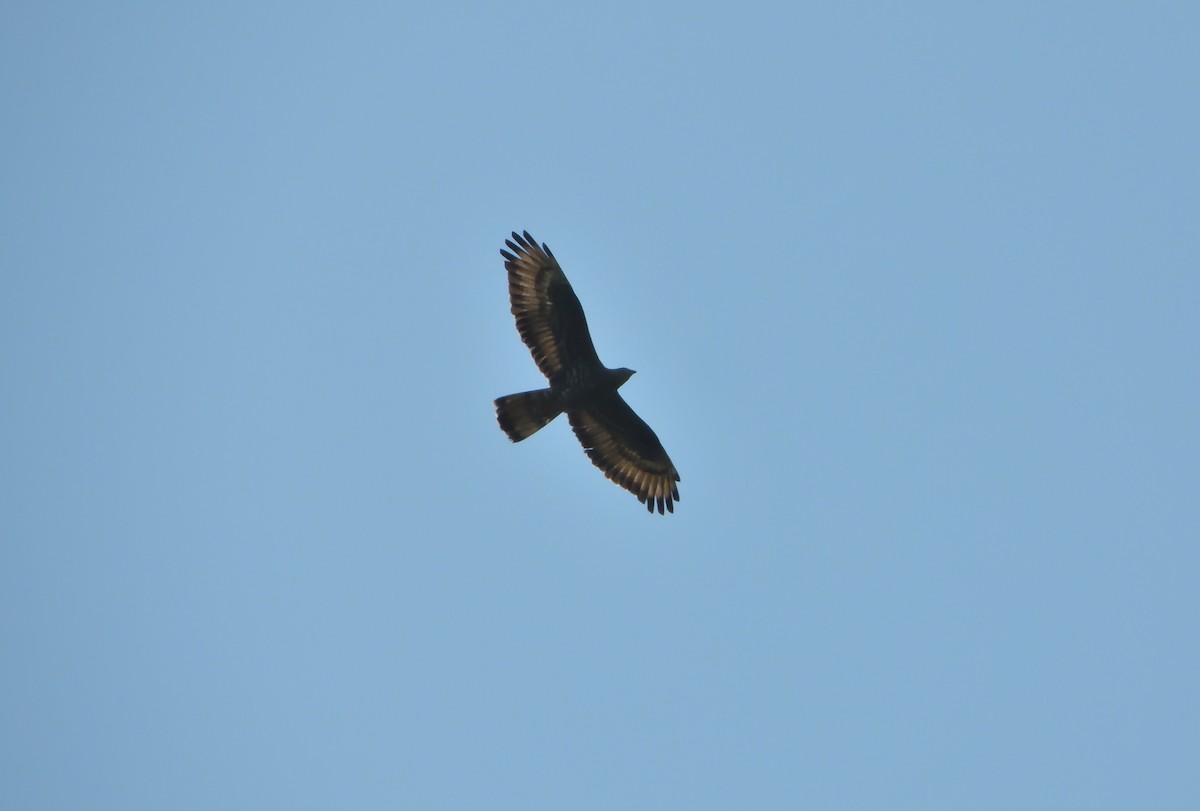 European Honey-buzzard - Miguel Martín Jiménez