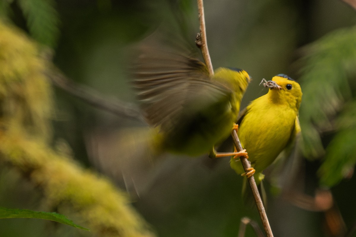 Wilson's Warbler - Grace Oliver