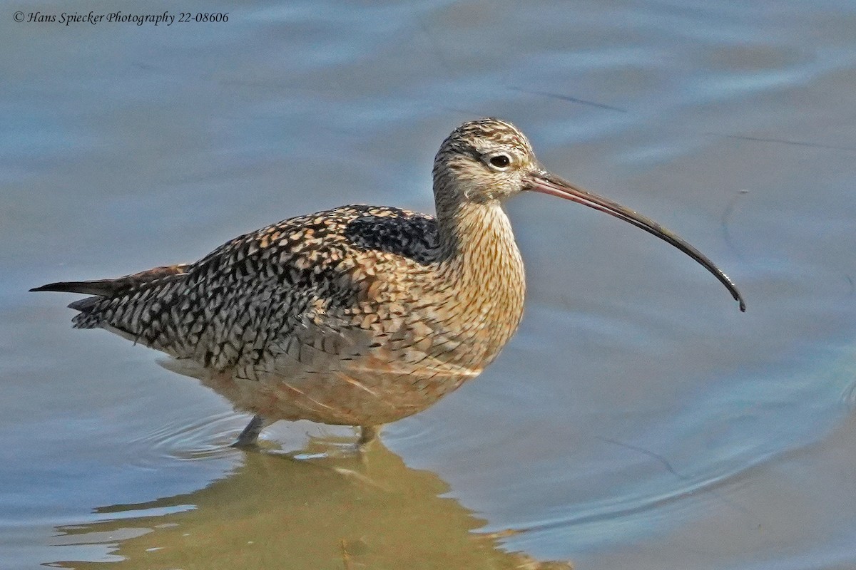 Long-billed Curlew - ML585260211