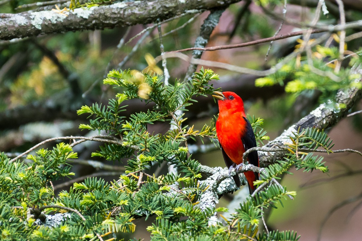 Scarlet Tanager - ML58526071