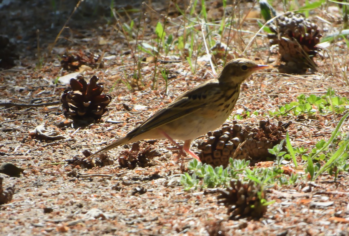 Pipit des arbres - ML585262561