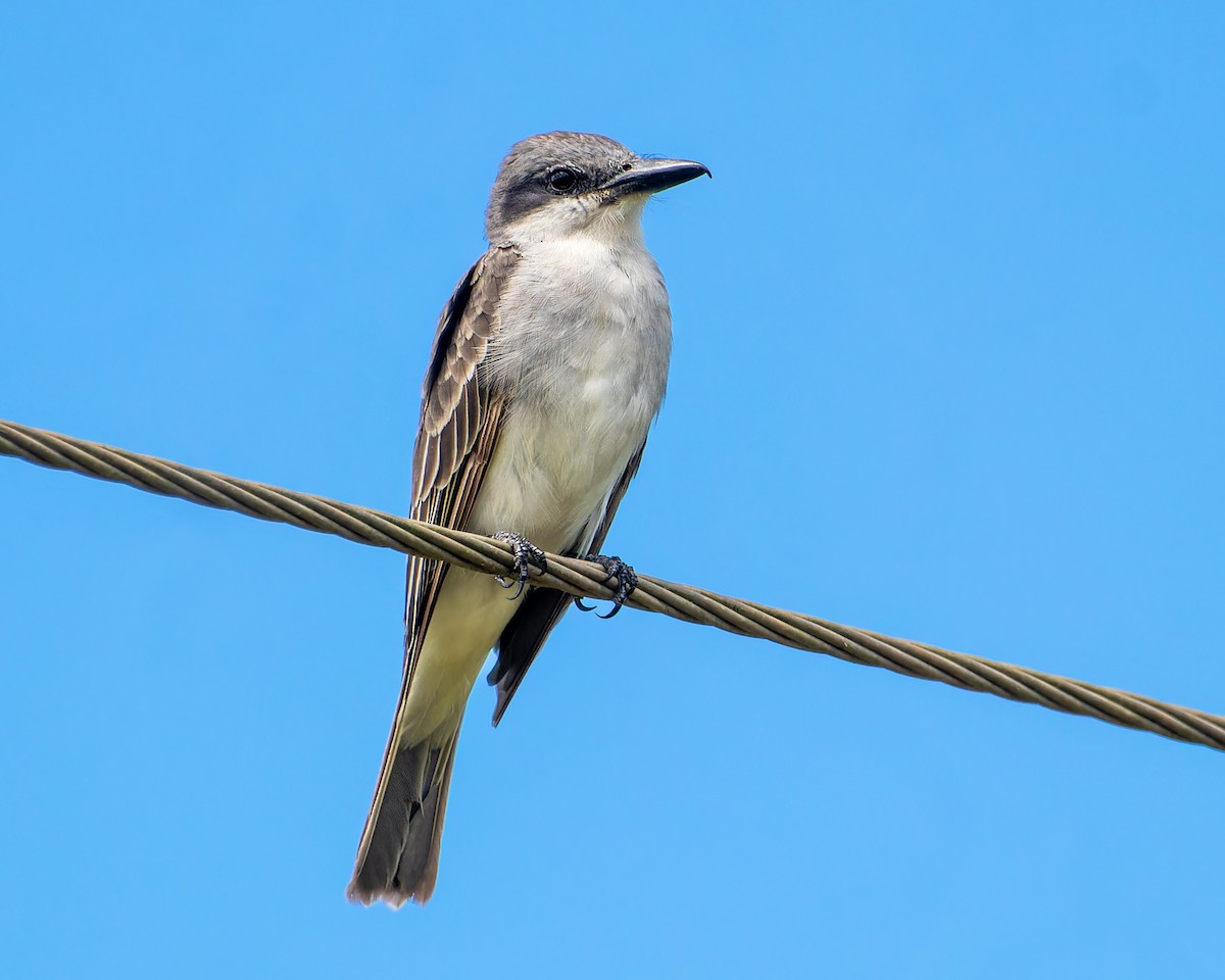 Gray Kingbird - ML585262711