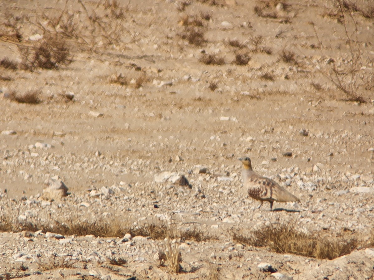 Spotted Sandgrouse - ML585262961