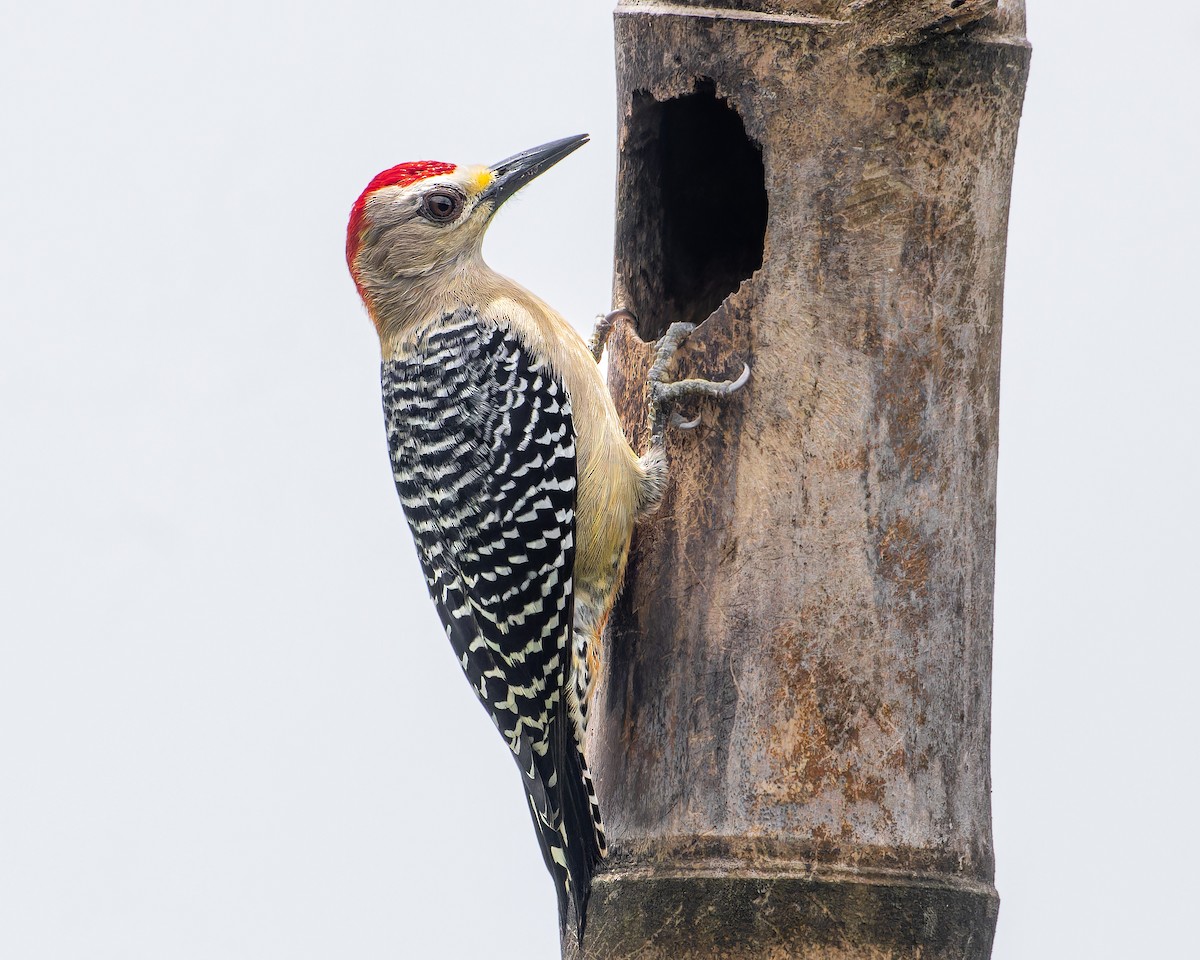Red-crowned Woodpecker - ML585263011