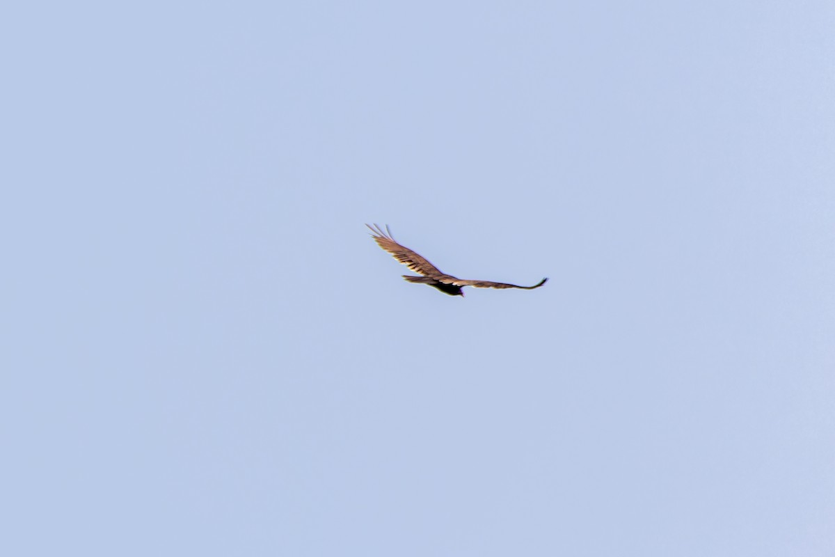 Turkey Vulture - Edward McRowan