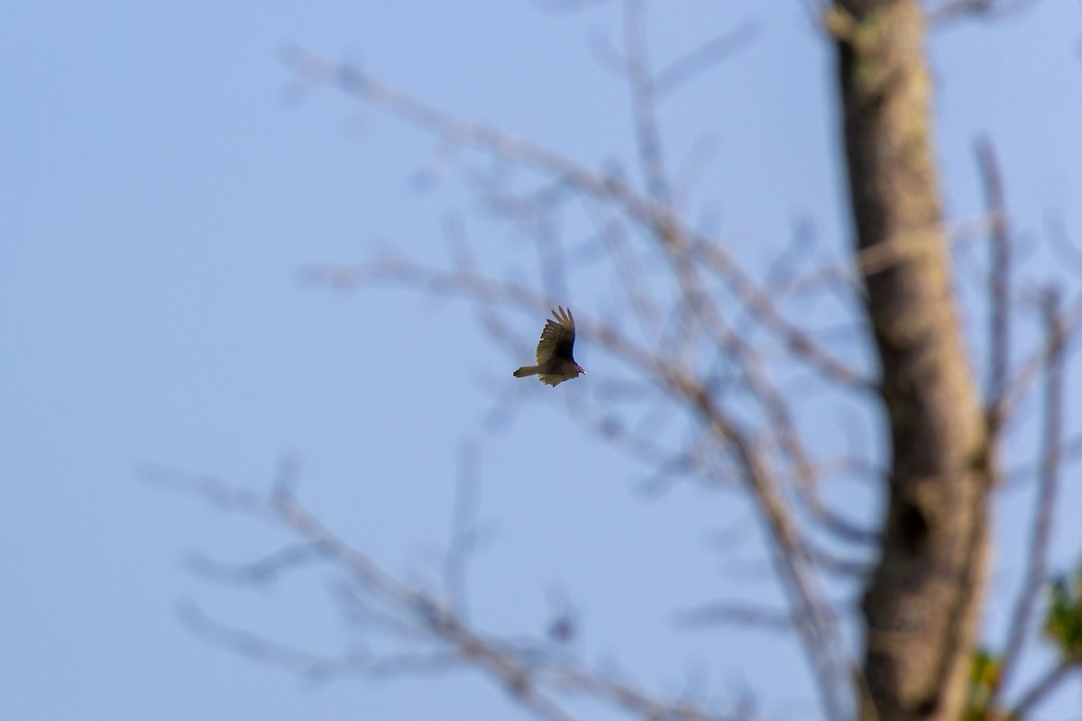 Turkey Vulture - Edward McRowan