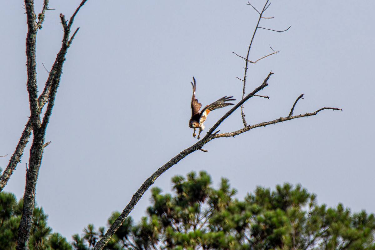 Red-tailed Hawk - Edward McRowan