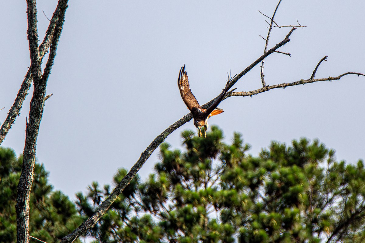 Red-tailed Hawk - Edward McRowan