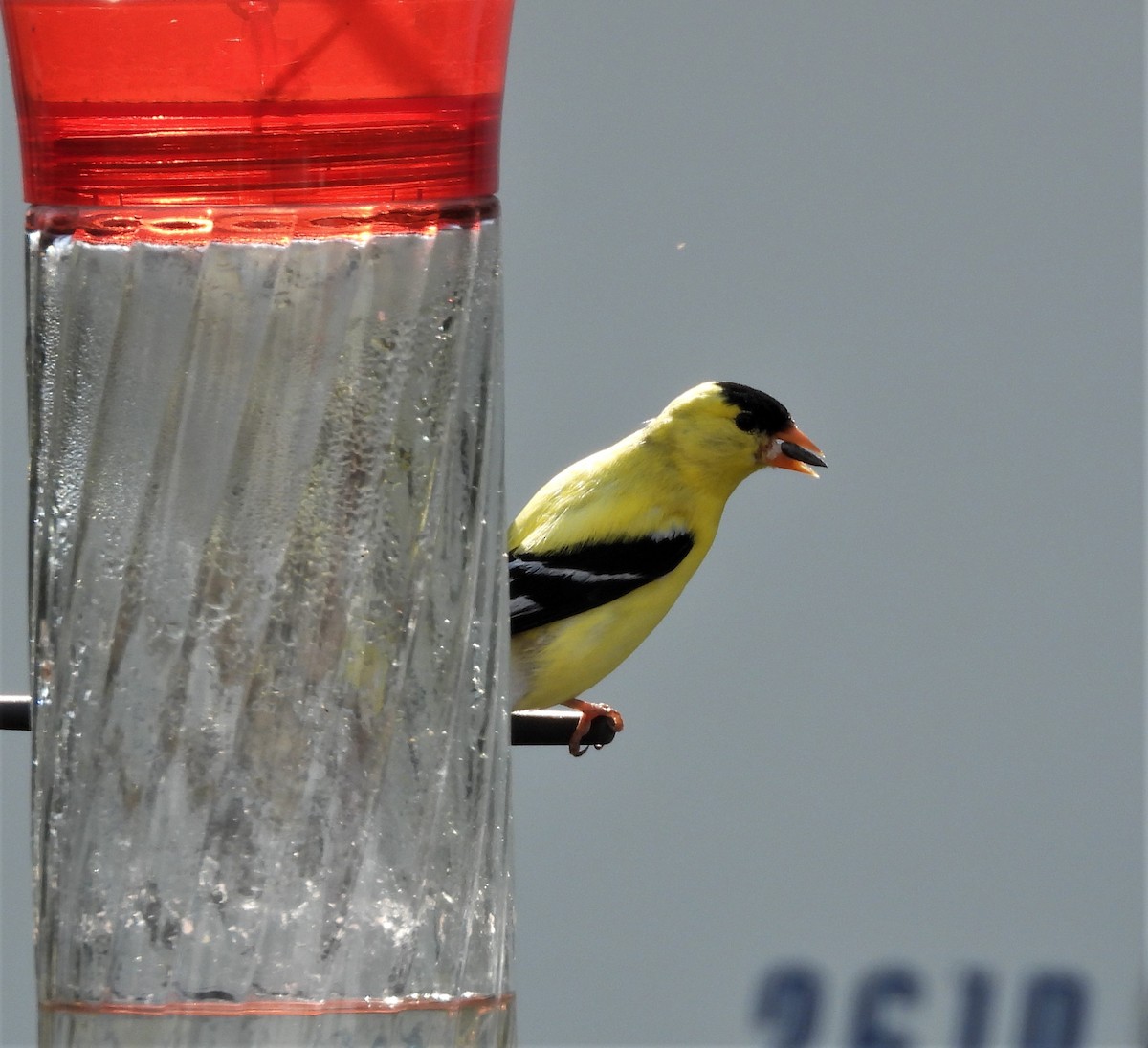 American Goldfinch - ML585263421