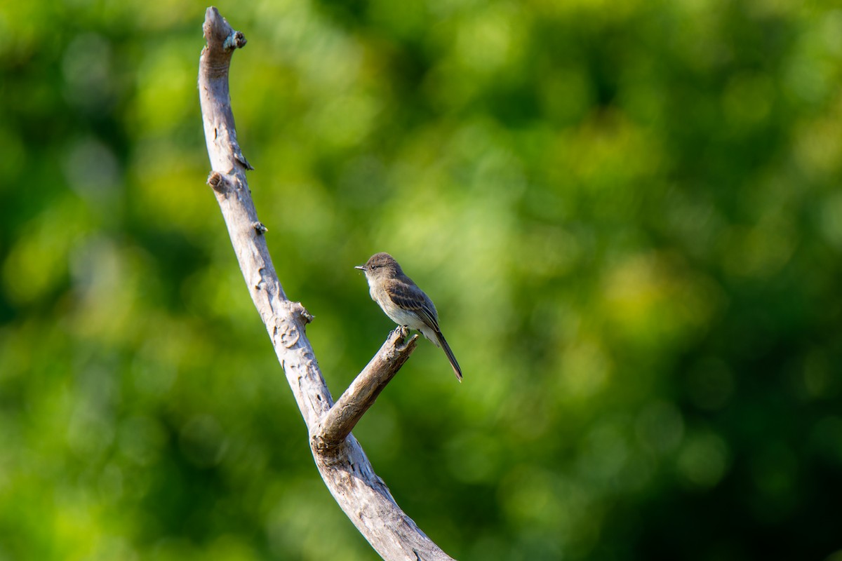 Eastern Phoebe - ML585263531