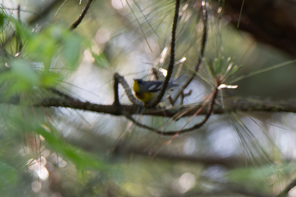 Northern Parula - Edward McRowan