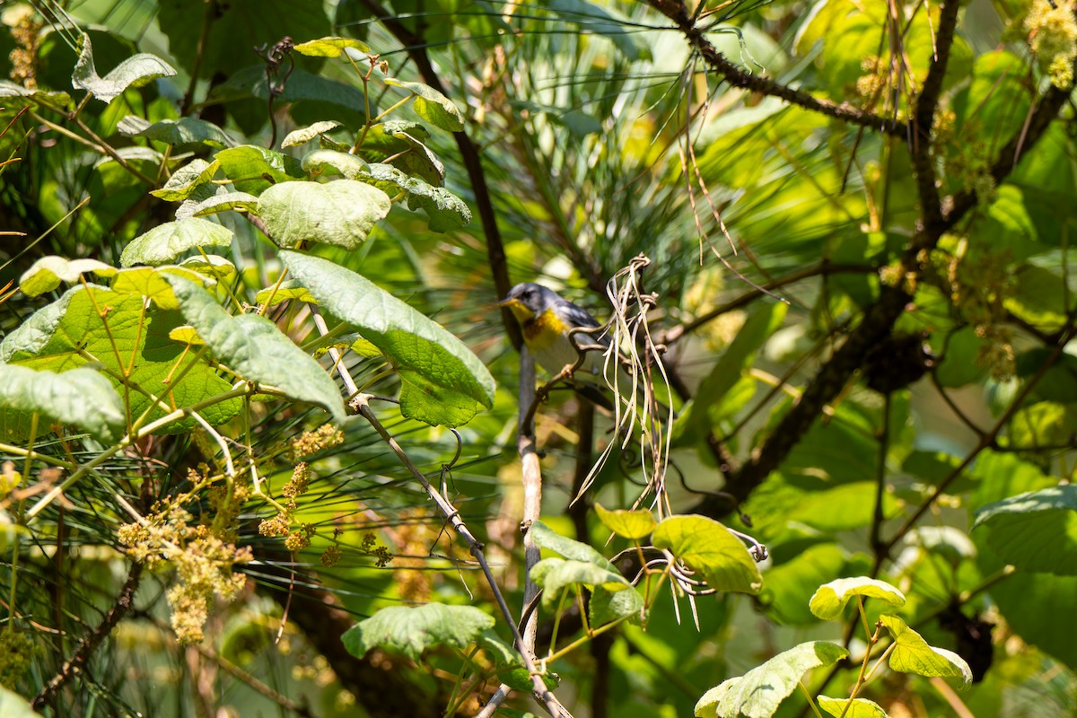 Northern Parula - Edward McRowan