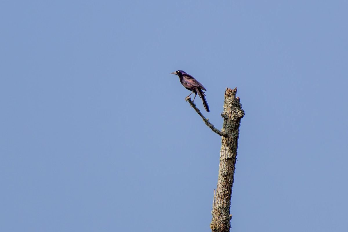 Common Grackle - ML585264291