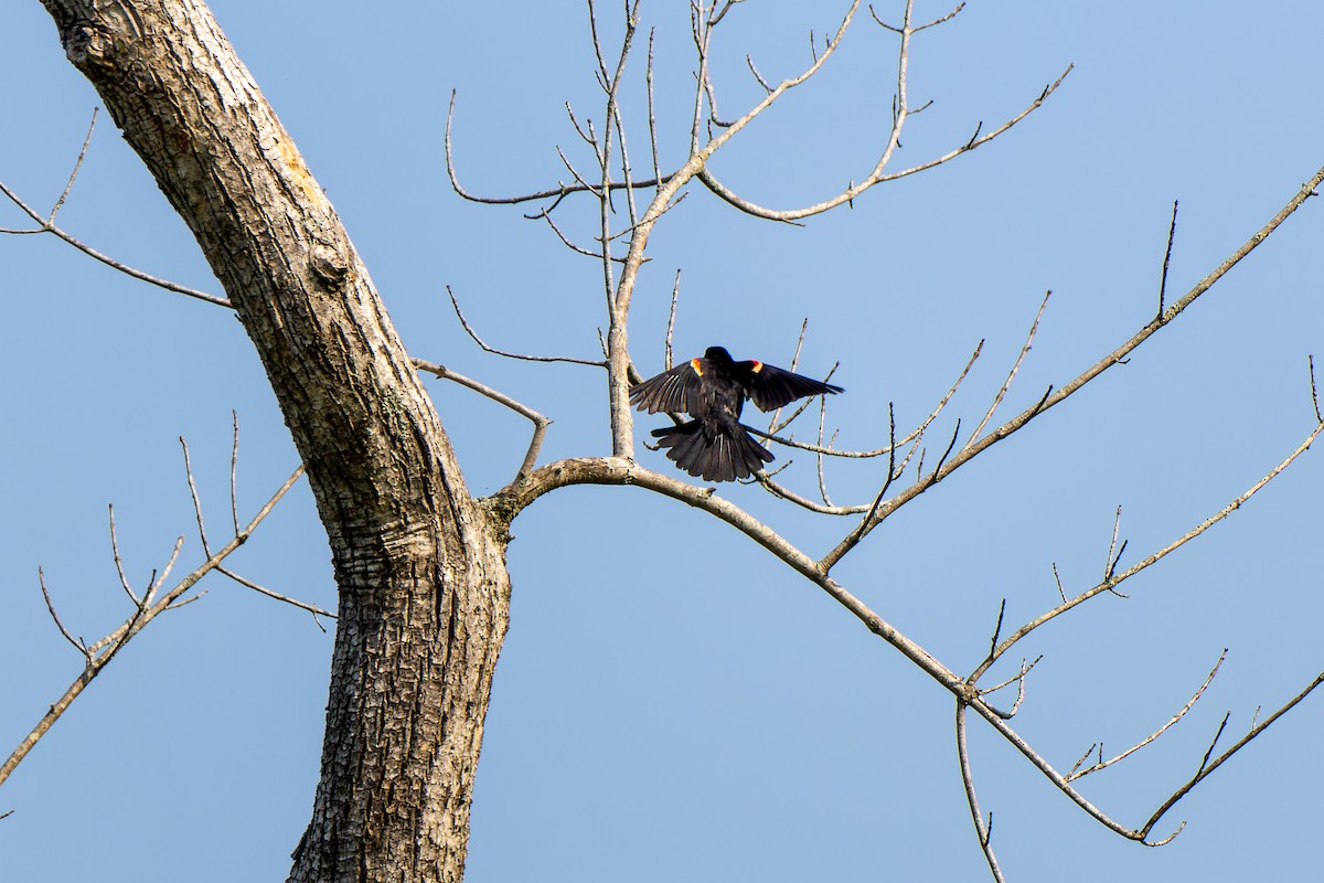 Red-winged Blackbird - ML585264451