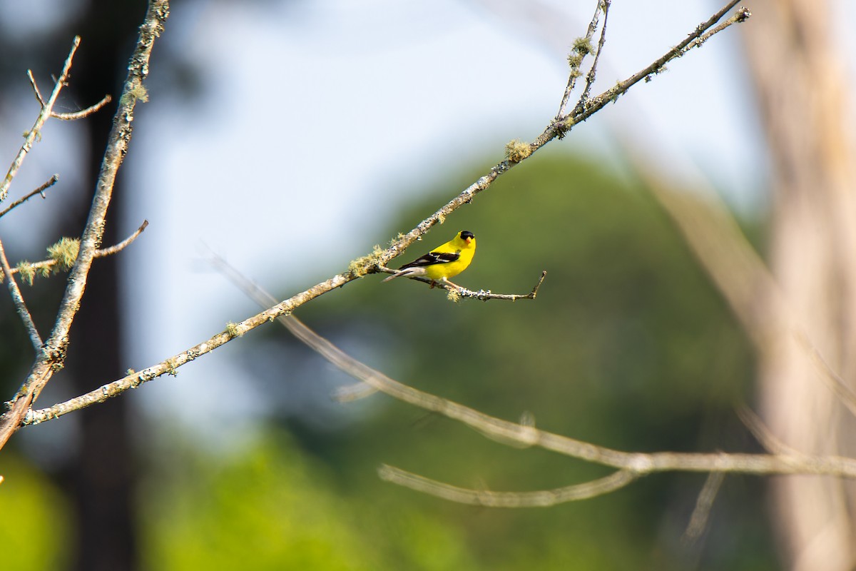 American Goldfinch - ML585264471