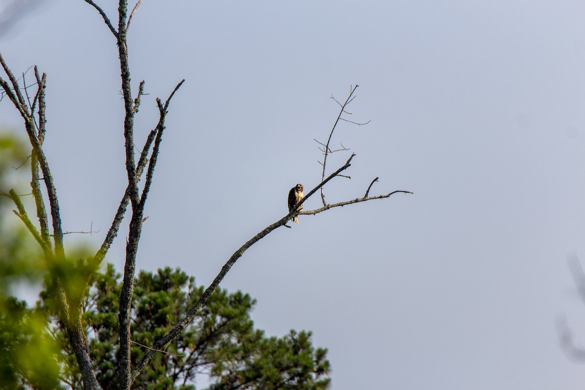 Red-tailed Hawk - ML585264551