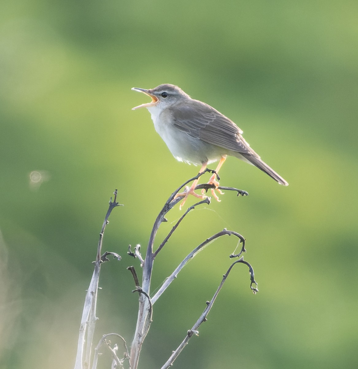 Pleske's Grasshopper Warbler - ML585266071