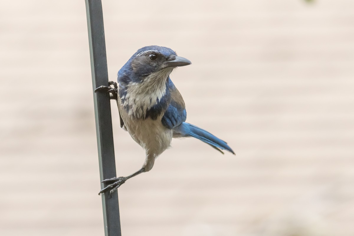 California Scrub-Jay - Braxton Landsman