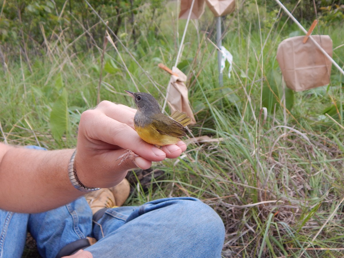 Graukopf-Waldsänger - ML58526631