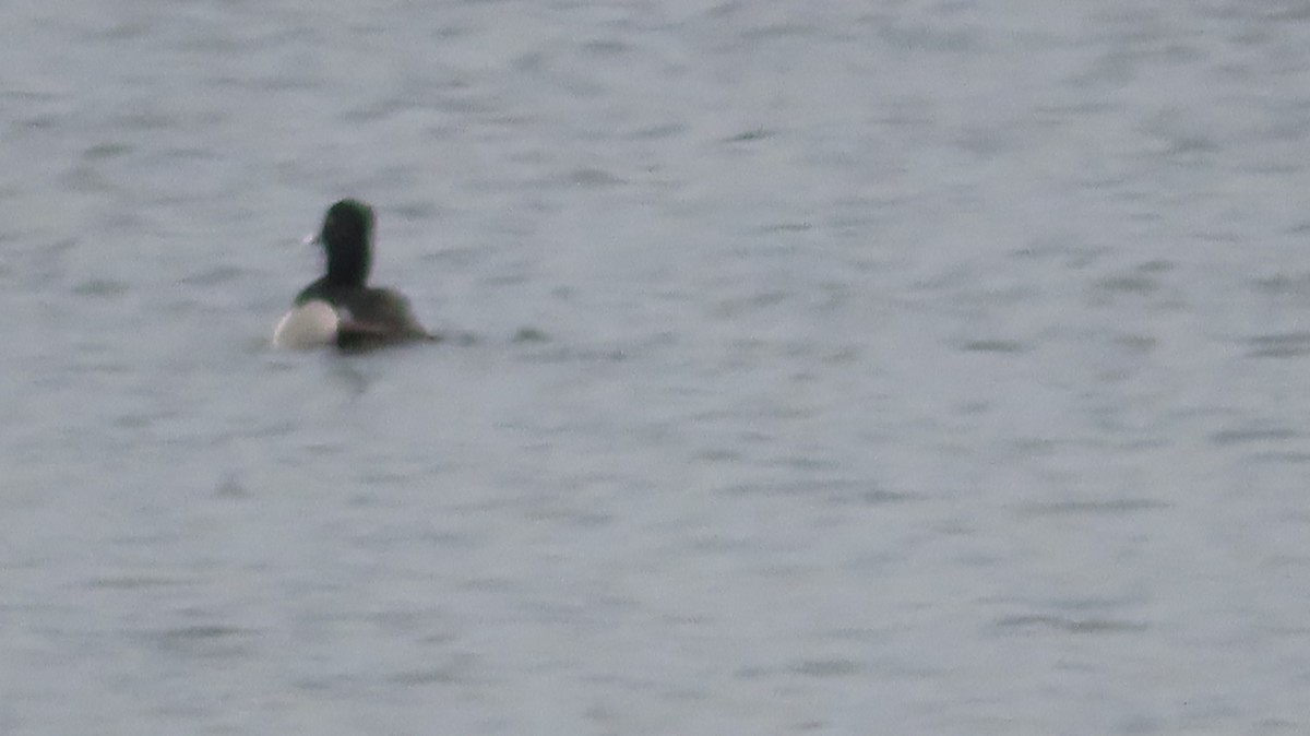 Ring-necked Duck - ML585266371