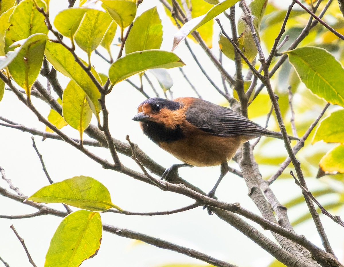 Owston's Tit - Simon Colenutt