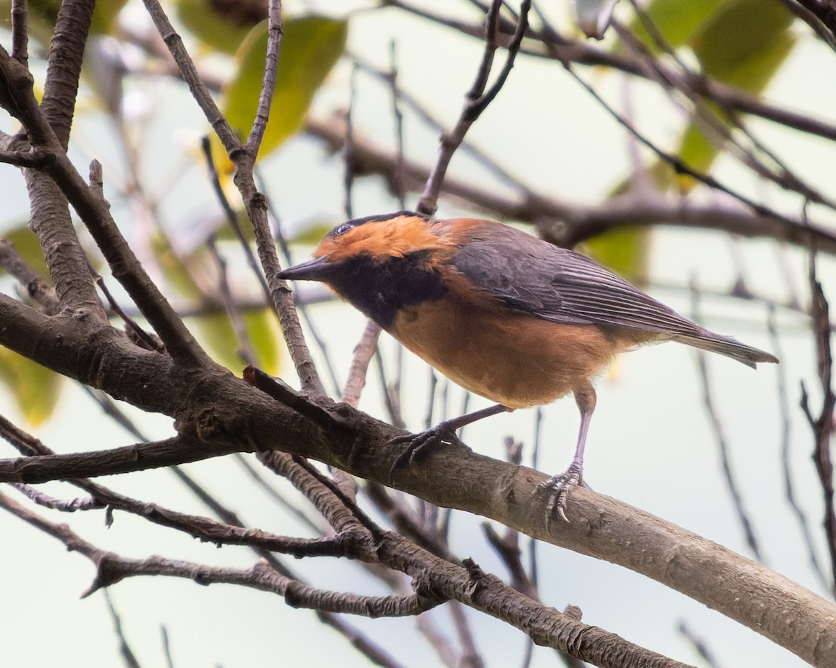 Owston's Tit - ML585266641