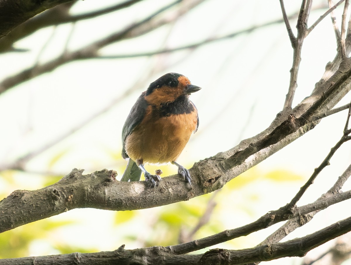 Owston's Tit - ML585266681