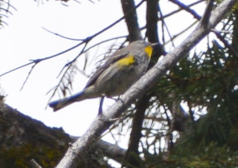 Yellow-rumped Warbler - ML585267091