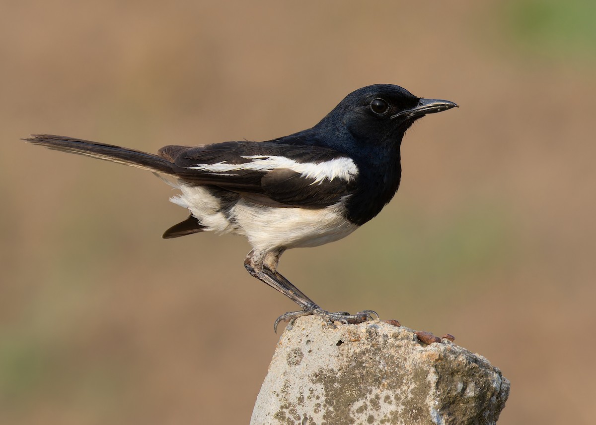 Oriental Magpie-Robin (Oriental) - Ayuwat Jearwattanakanok