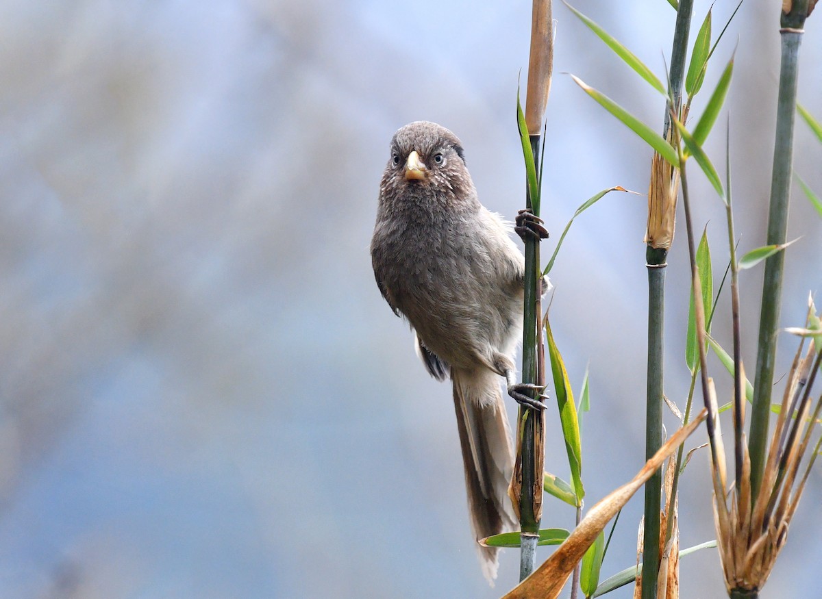 Brown Parrotbill - Rofikul Islam