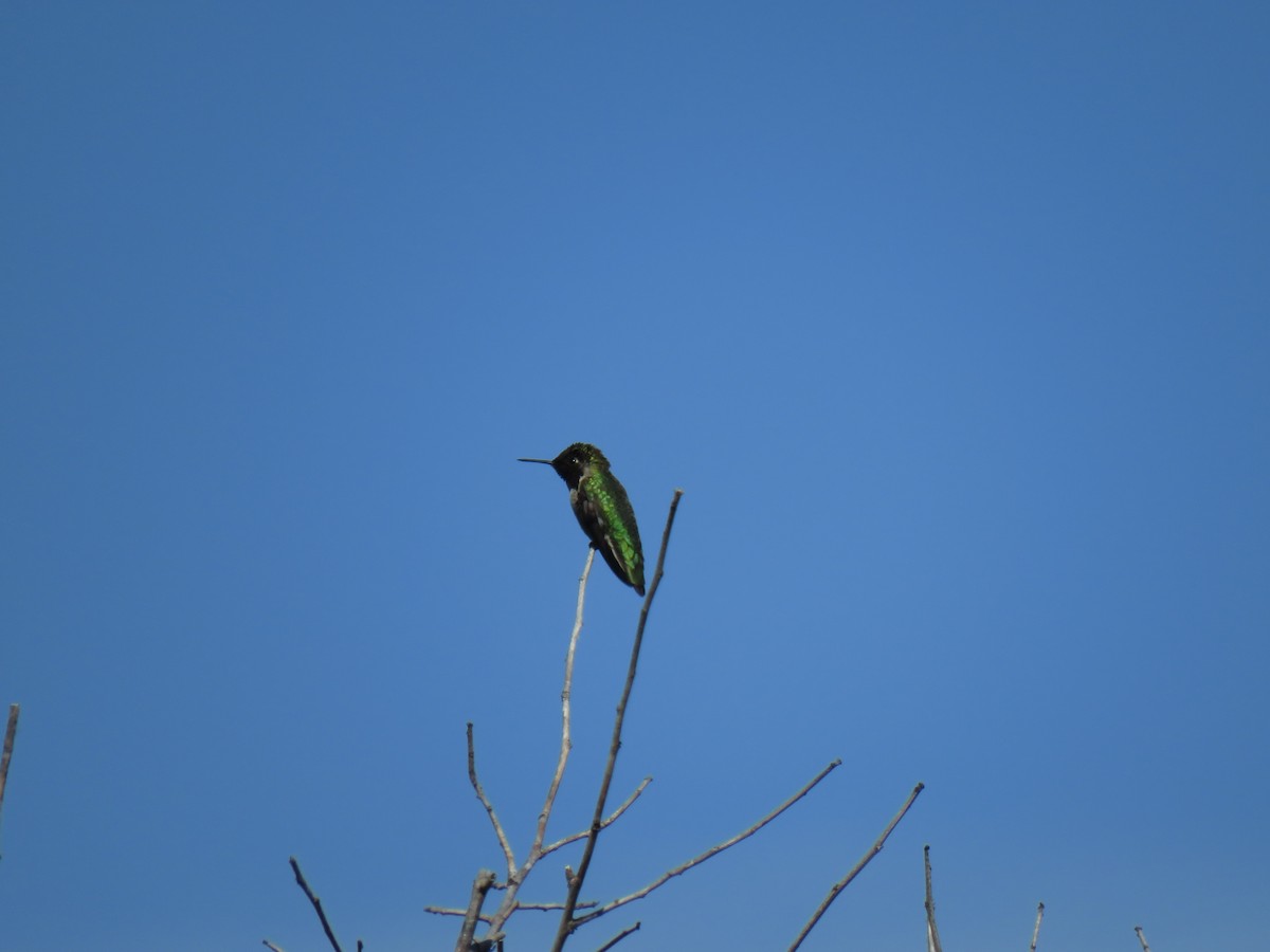 Colibrí de Anna - ML585270091