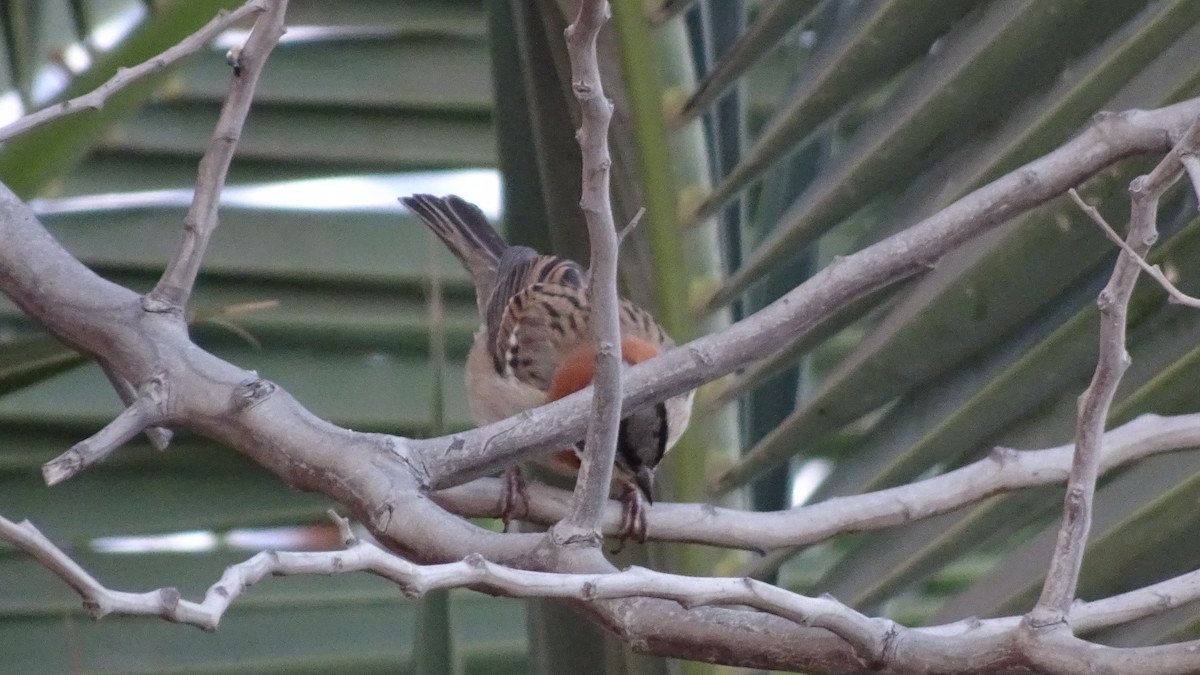 Rufous-collared Sparrow - ML585270751