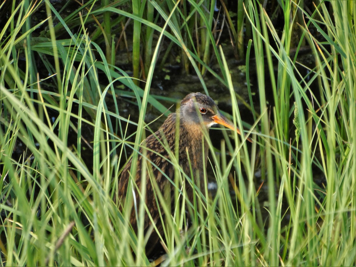 Virginia Rail - ML585270921