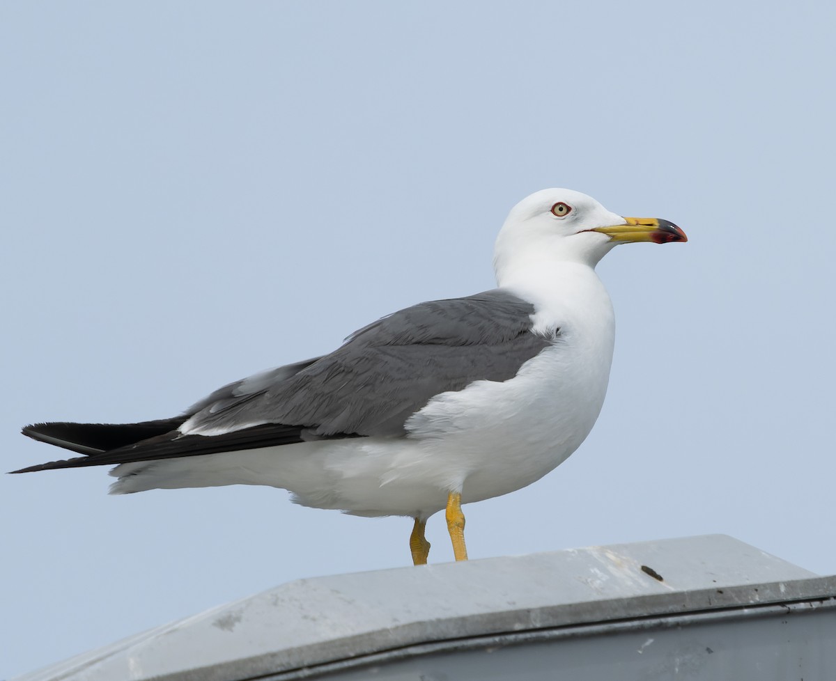 Black-tailed Gull - ML585271731