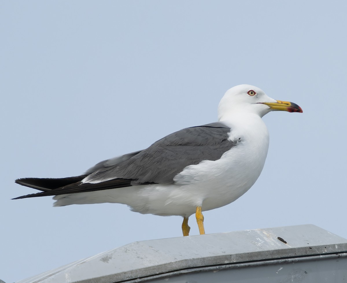 Black-tailed Gull - ML585271751