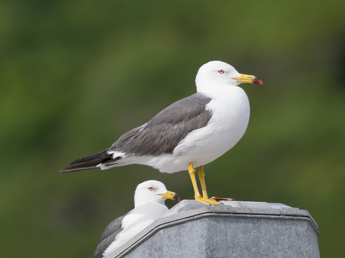 Black-tailed Gull - ML585271761