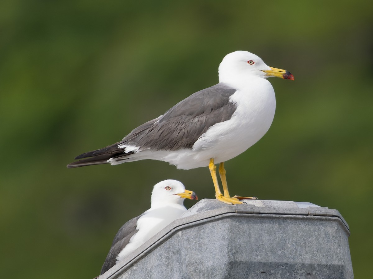 Black-tailed Gull - ML585271801