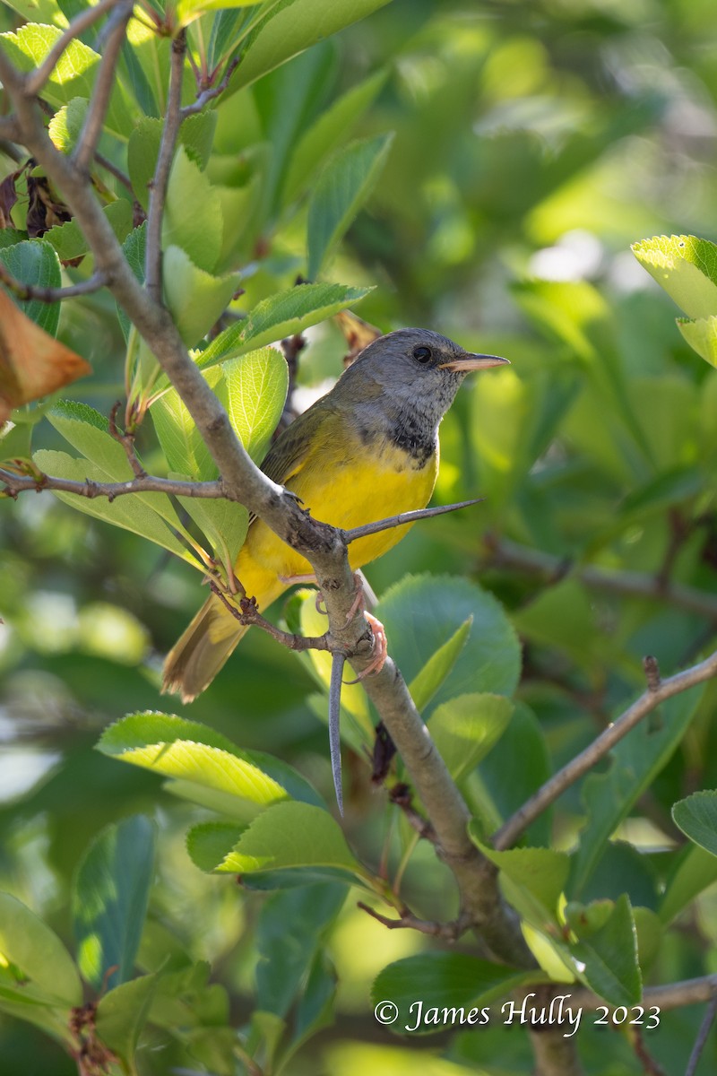 Mourning Warbler - James Hully