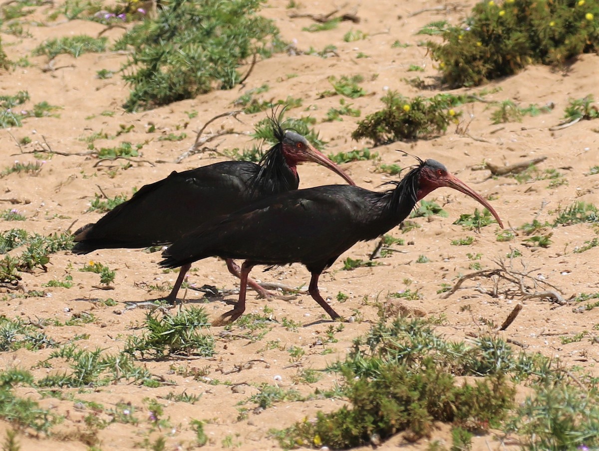 ibis skalní - ML585272111