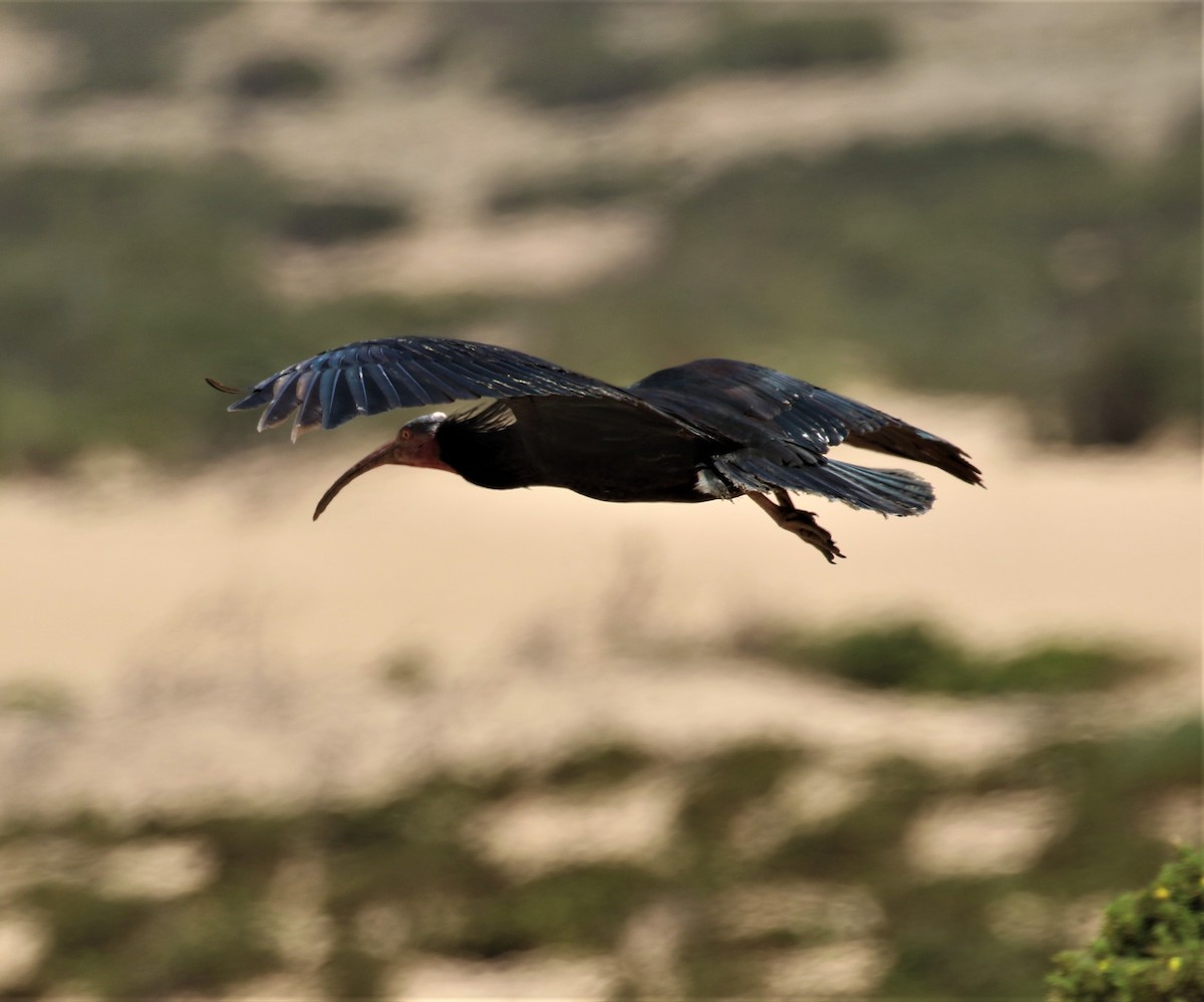 skallet ibis - ML585272141