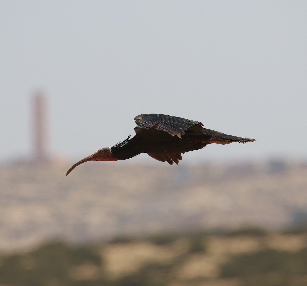 skallet ibis - ML585272151