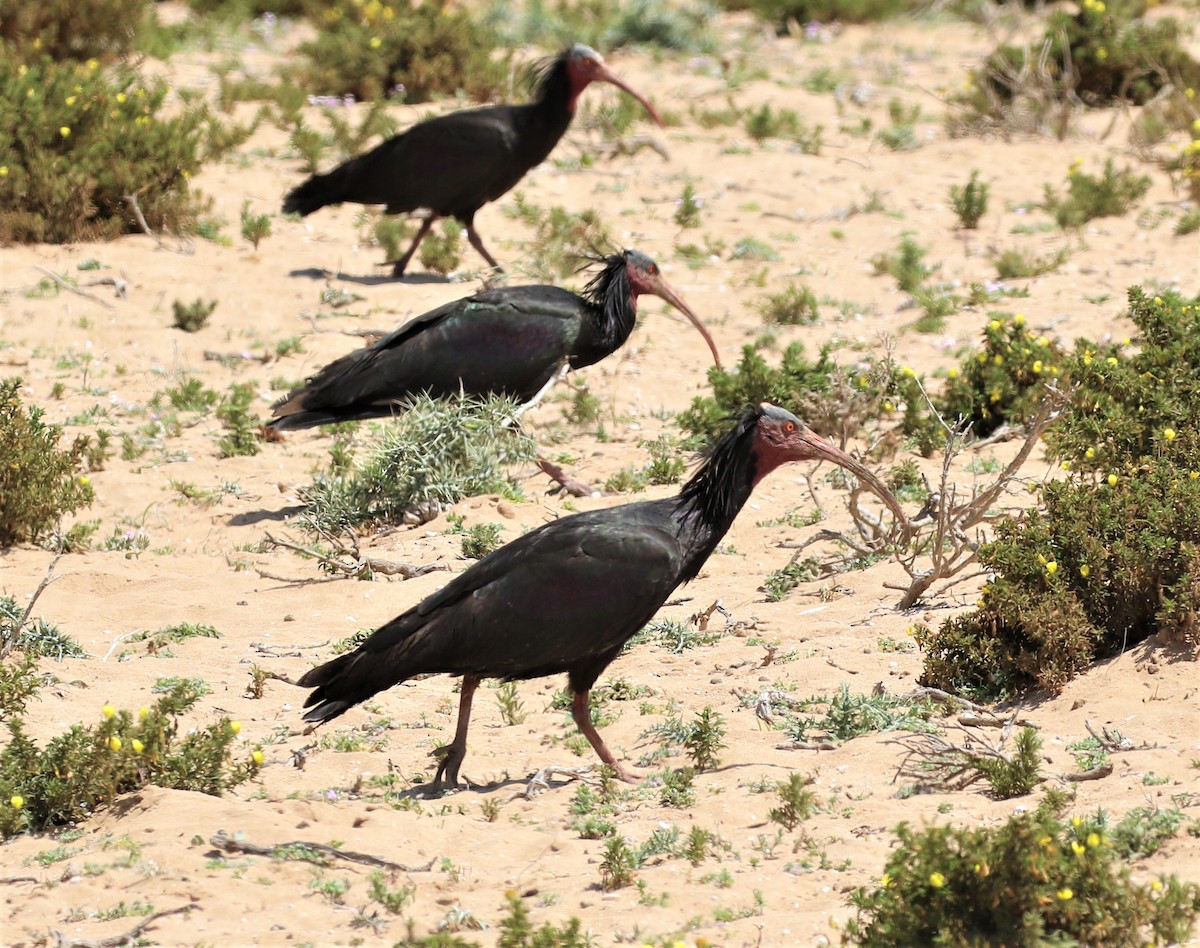 skallet ibis - ML585272161