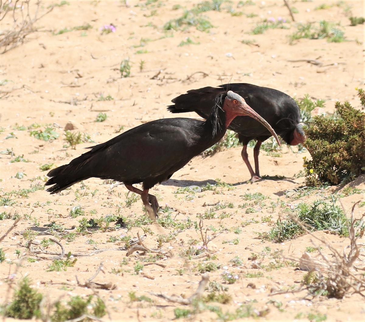skallet ibis - ML585272171