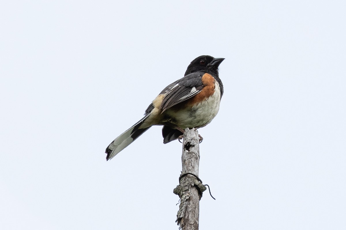 Eastern Towhee - ML585272551